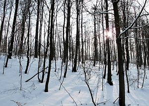 Wintergr&uuml;&szlig;e