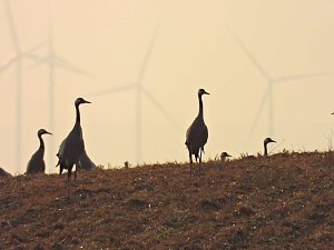 Kraniche am Stausee Kelbra