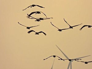 Kraniche am Stausee Kelbra
