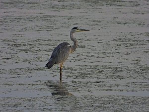 Kraniche am Stausee Kelbra