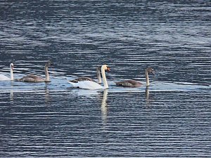 Kraniche am Stausee Kelbra