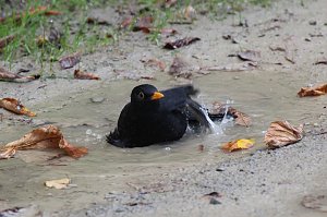 Wasserspiele und Abendlicht