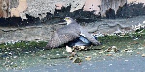 Habich bei der Jagd