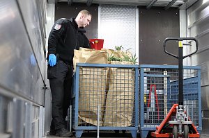 Bei einem Gro&szlig;einsatz in Sondershausen konnte die Polizei eine Cannabis-Plantage ausheben