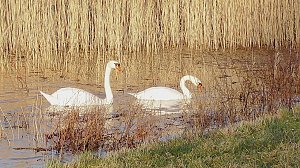 Unterwegs in der Goldenen Aue
