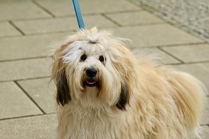 F&uuml;r die vielen guten Ger&uuml;che auf dem Ostermarkt interessierte sich dieser freundliche Tibet-Terrier 