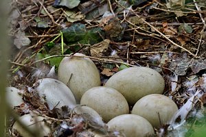Schwanennest im Sondersh&auml;user Schlosspark