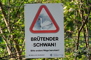 Sie brüten noch!