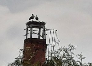 St&ouml;rche in Bad Frankenhausen