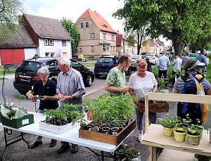 Pflanzentauschb&ouml;rse in Bad Frankenhausen