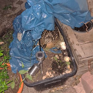 Entenmutter br&uuml;tet Eier in Hinterhof aus