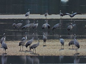 Die Kraniche sind zurück
