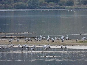 Die Kraniche sind zurück