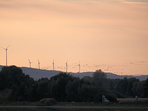 Peter Blei unter Kranichen