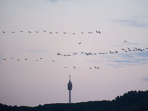 Peter Blei unter Kranichen