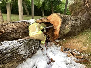 Angez&uuml;nderter Baum im Schlosspark