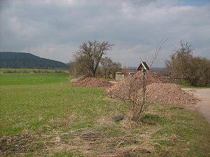 Bau der Zwetschgenallee