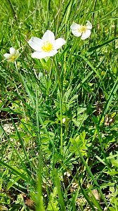 Sch&ouml;nheiten der Natur