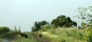 Feldhasen am Sommermorgen