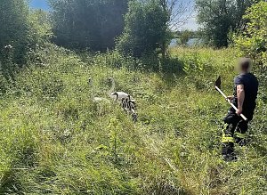 Schwanenfamilie erkundet ihre Umwelt