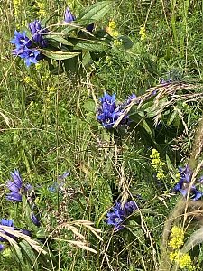 Sommerwanderung zum Brocken