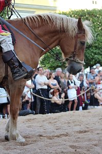 Hochprofessionelle Reitershow mit "Wenzel Ritterspiele"