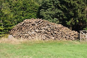 Peter Blei beim Waldspaziergang