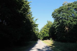 Peter Blei beim Waldspaziergang
