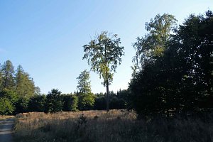 Peter Blei beim Waldspaziergang