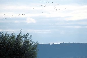 Kranichrast im S&uuml;dharz