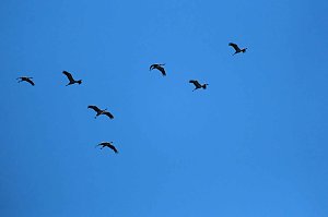 Kranichrast im S&uuml;dharz