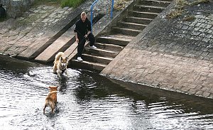 Therapie-Hunde am Stausee Kelbra