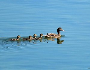 Peter Blei unterwegs am Stausee Kelbra 