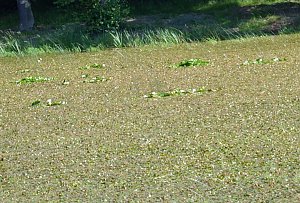 Pfaffenteich
