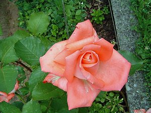 Rosen