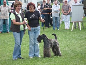 Hunde auf Possen