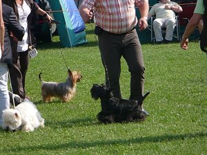 Hunde auf Possen