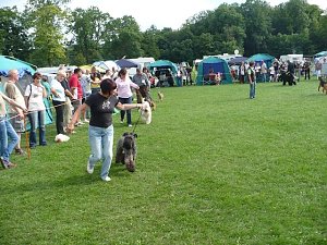 Hunde auf Possen