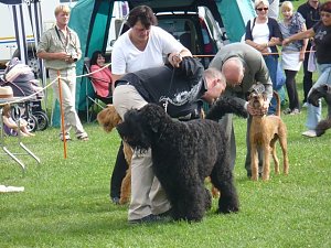 Hunde auf Possen