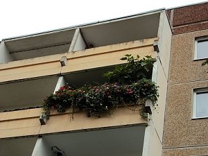 Frankenh&auml;user Bl&uuml;tensommer