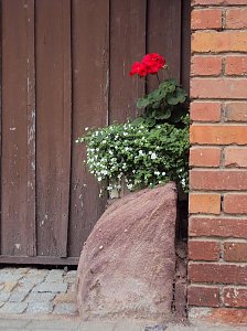 Frankenh&auml;user Bl&uuml;tensommer