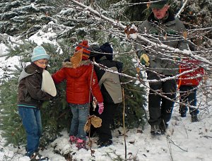 Tannenbaum im Winterwald