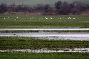 Unstrut bei Bottendorf