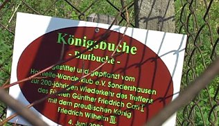 Bild: Blutbuche dahin?