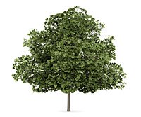 Bild: Wir pflanzen wieder den Baum des Jahres