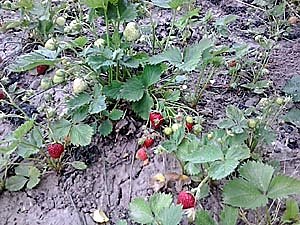 Bild: Aus dem Kleingarten geschehen