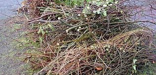 Bild: Baum- und Strauchschnitt loswerden