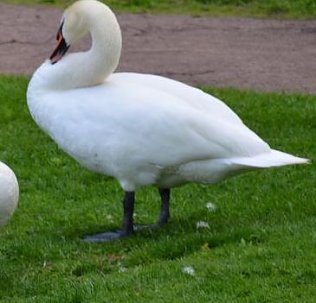 Bild: Einsatztaktische Kommunikation mit einem Schwan