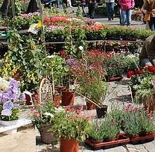 Bild: Kein Wochenmarkt nach Pfingsten