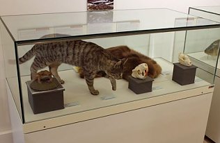 Bild: Ausklang der Sonderausstellung